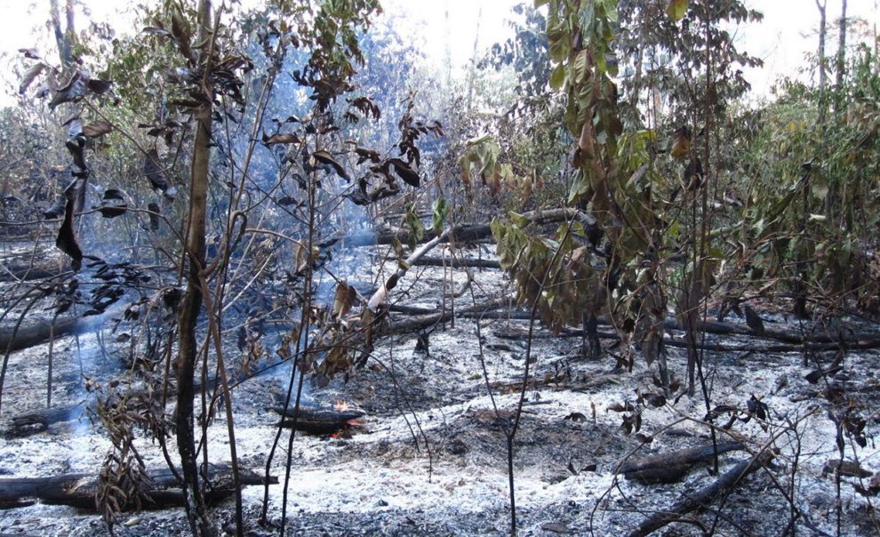 Wald nach Brand