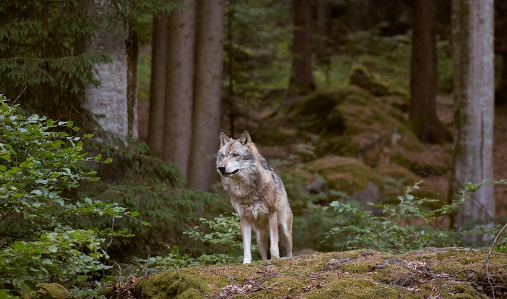 Wolf in Bayern