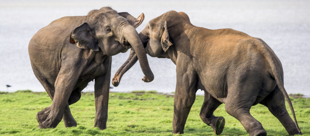 Spielerisch kämpfende Elefantenbullen in Sri Lanka