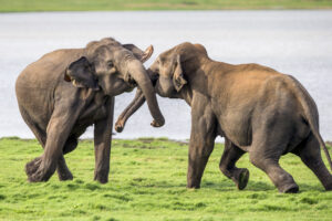 Spielerisch kämpfende Elefantenbullen in Sri Lanka