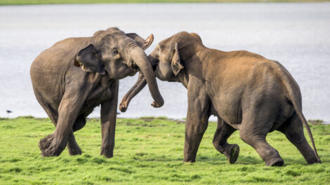 Spielerisch kämpfende Elefantenbullen in Sri Lanka