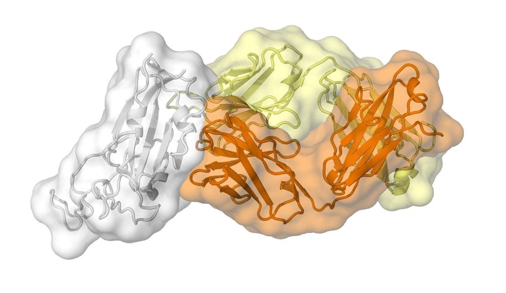 Corona-Protein