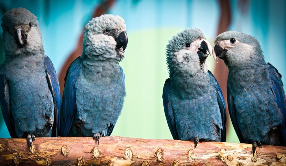 Spix's Macaws