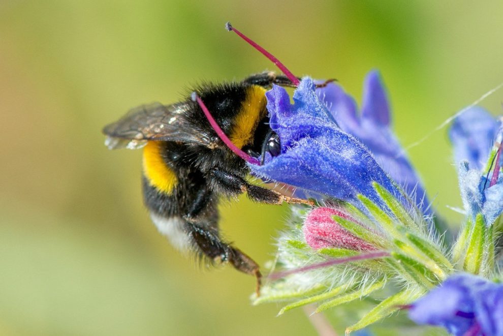 Earth bumblebee