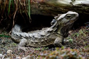 Brückenechse oder Tuatara (Sphenodon punctatus)