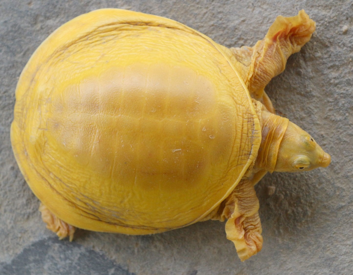 Indische Klappenweichschildkröte (Lissemys punctata)