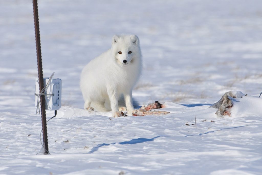 Featured Picture: The Arctic Fox: An Arctic Survivor - Techzle