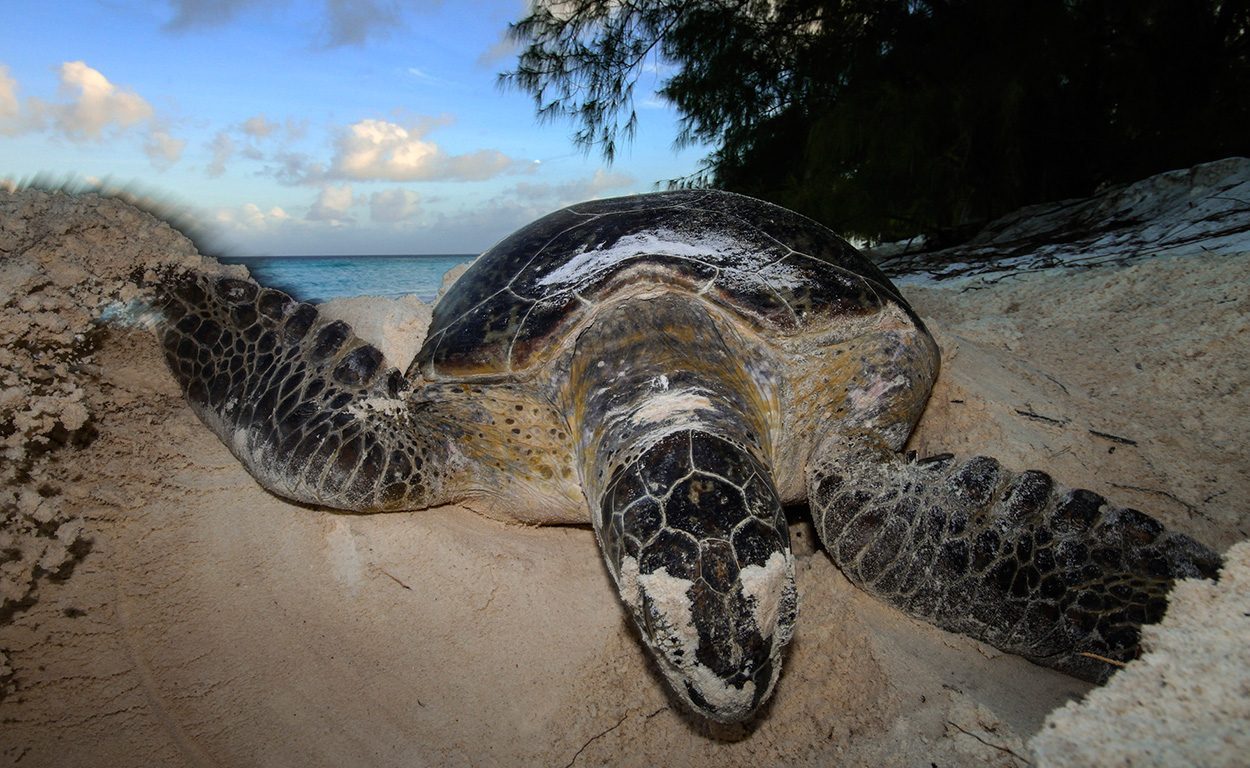 #Schildkröten-Schutz zeigt Wirkung