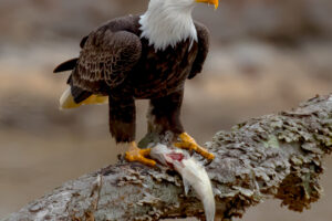 Weißkopf-Seeadler