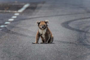 Koala auf der Straße