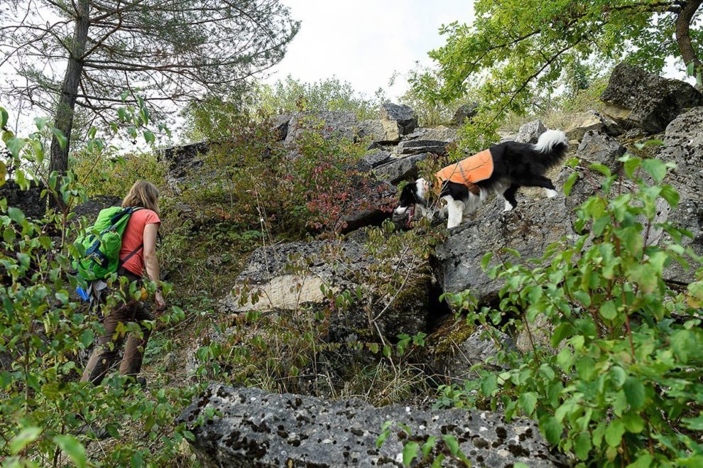 Spürhund im Gelände