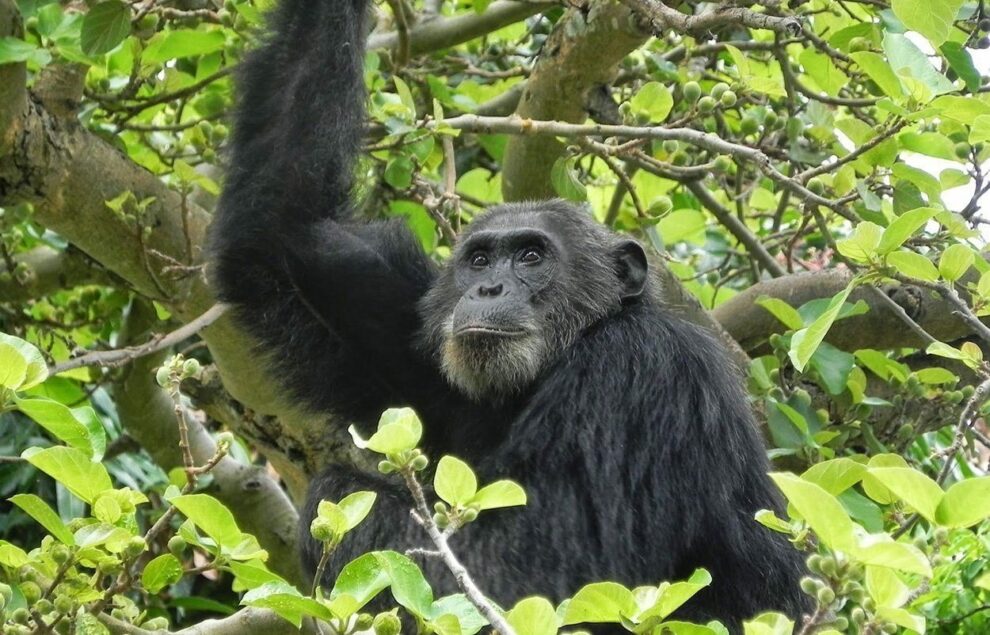 Resistance also in wild chimpanzees