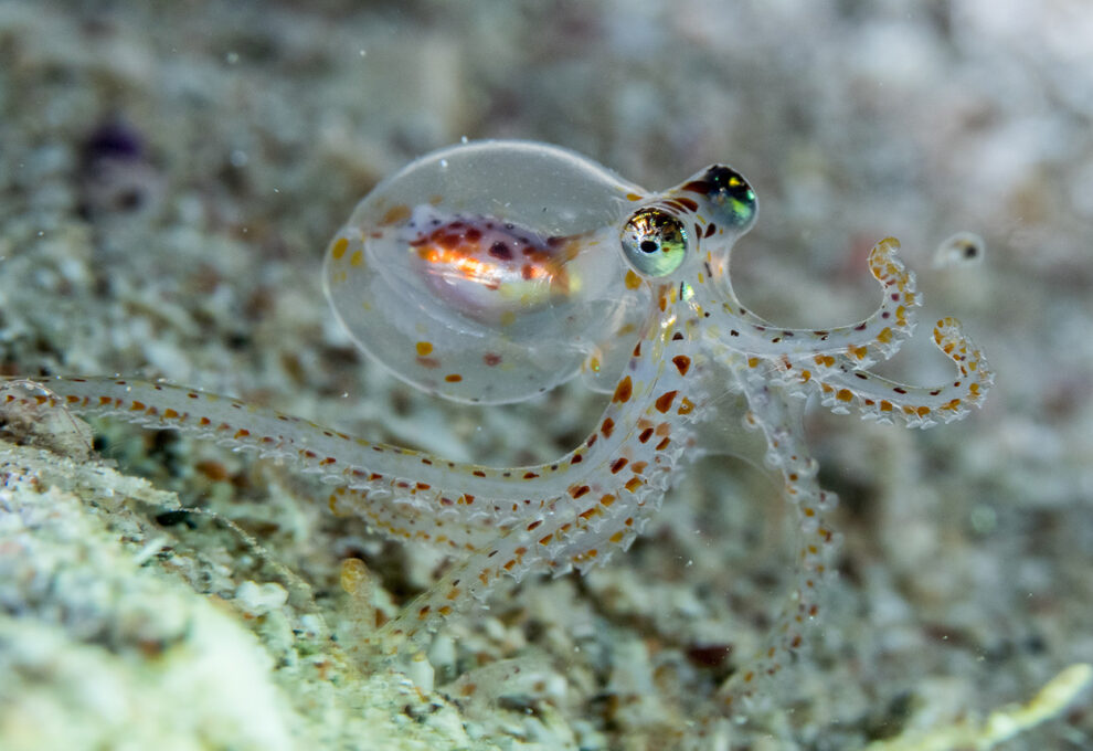 Which gave octopuses their big brains