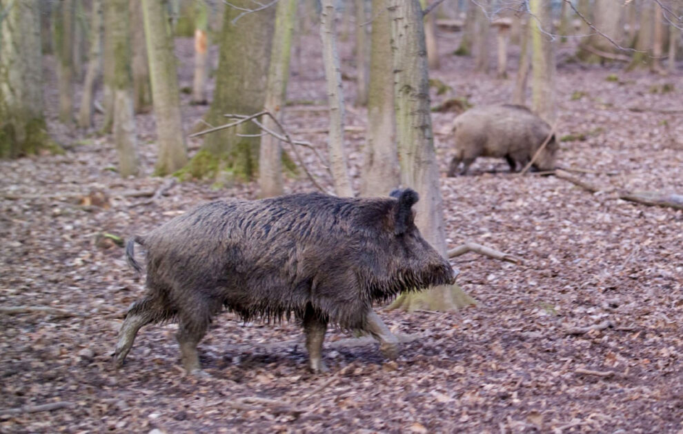 Wild boar as a bioindicator of PFAS exposure