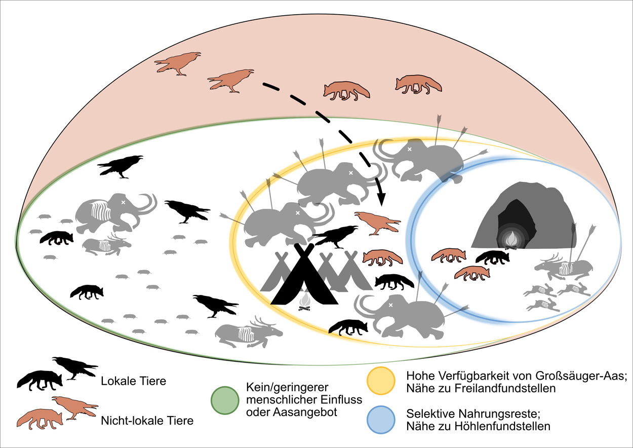 Welche Tiere starben in der Altsteinzeit aus?