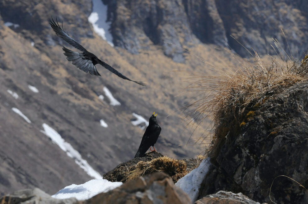 birds in the mountains
