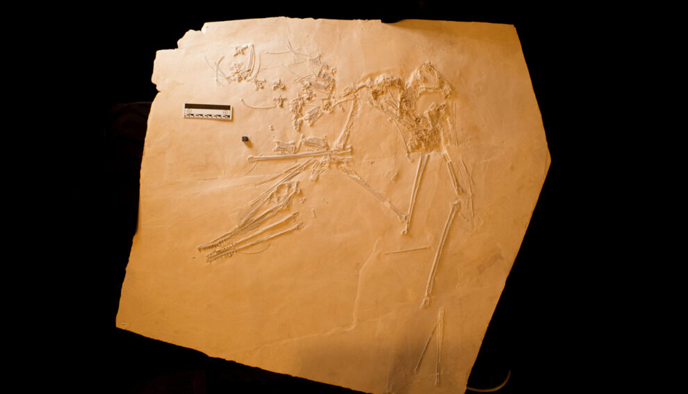 145 million year old pterosaur from Bavaria