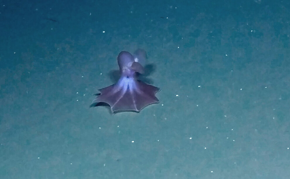 A deep-sea octopus on the move