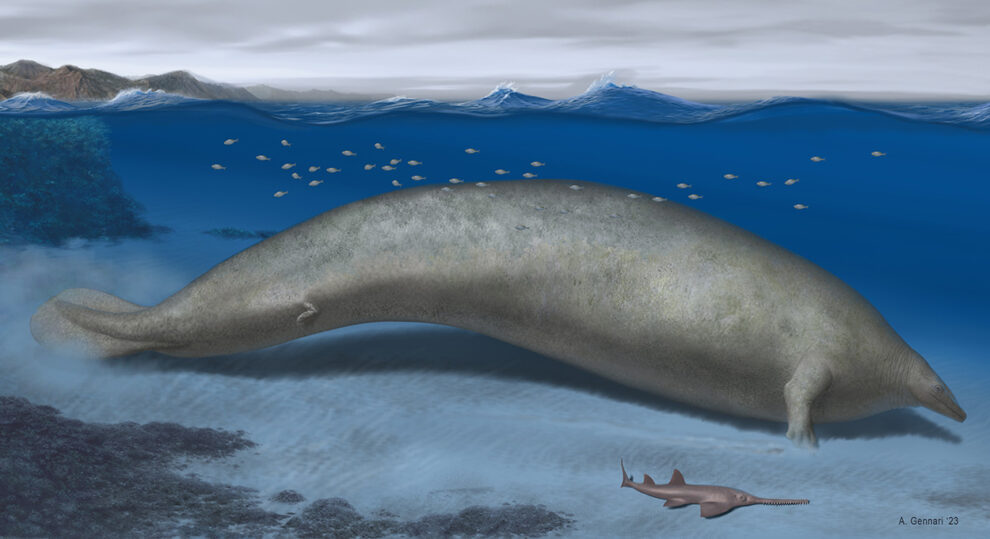 Prehistoric whale could have been the heaviest animal of all time