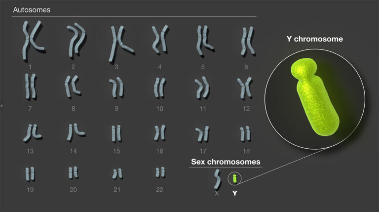 First complete sequencing of the Y chromosome - Techzle