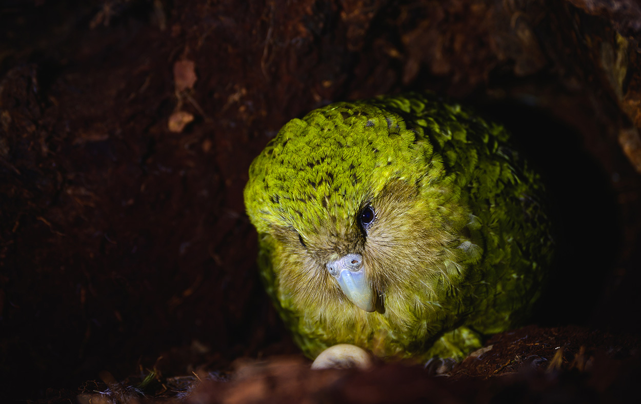#Kakapos: Arterhaltung mit genetischen Informationen
