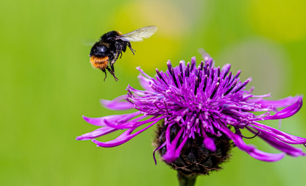 Alpenhummel