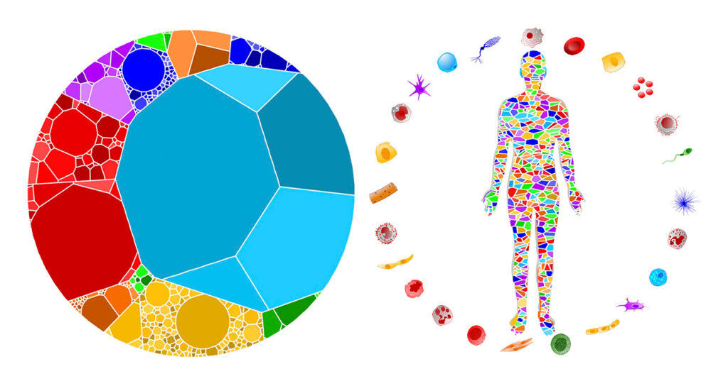 determines-the-number-of-human-cells-techzle