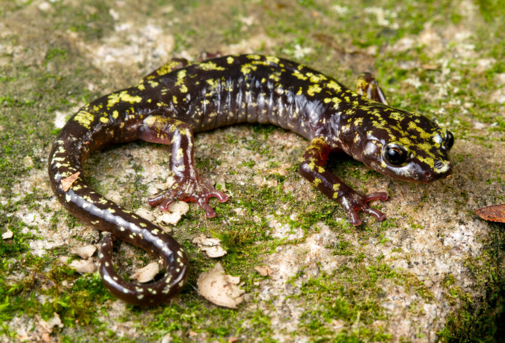 Two out of five amphibian species are threatened with extinction