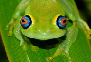 Frog of the species Boophis viridis 