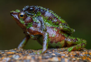 Morona Santiago stumpy toad 