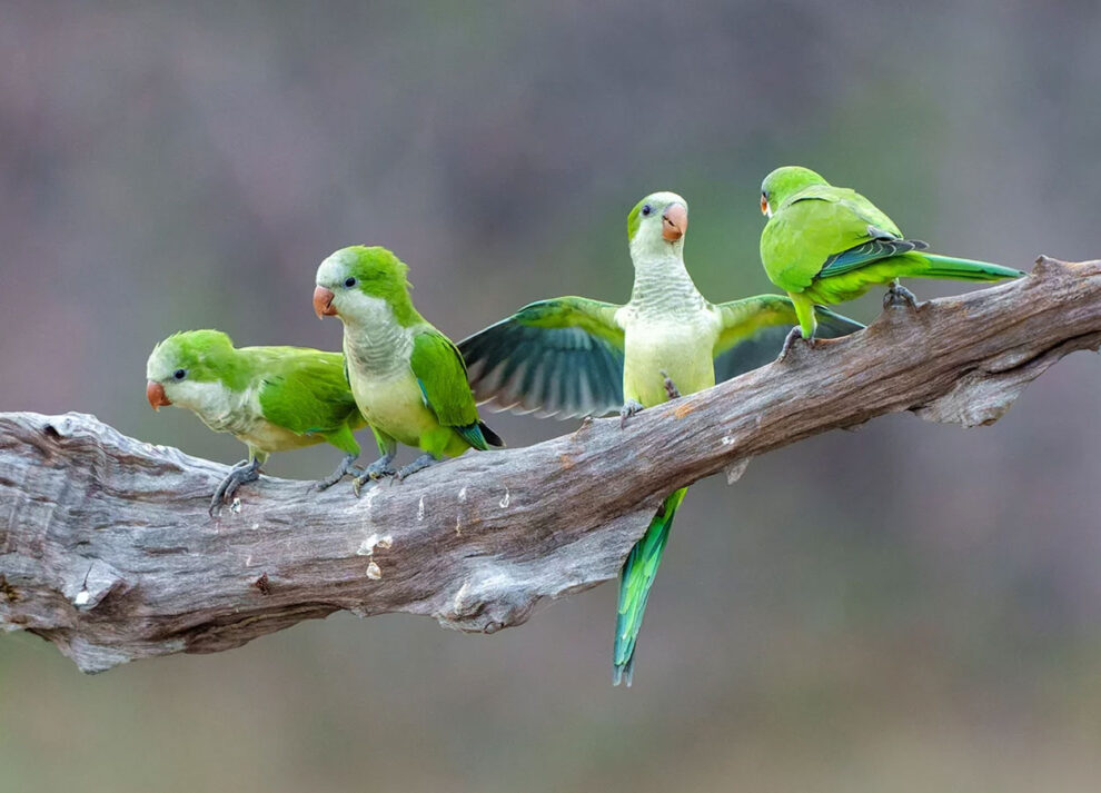 Does each parrot have an individual voice?