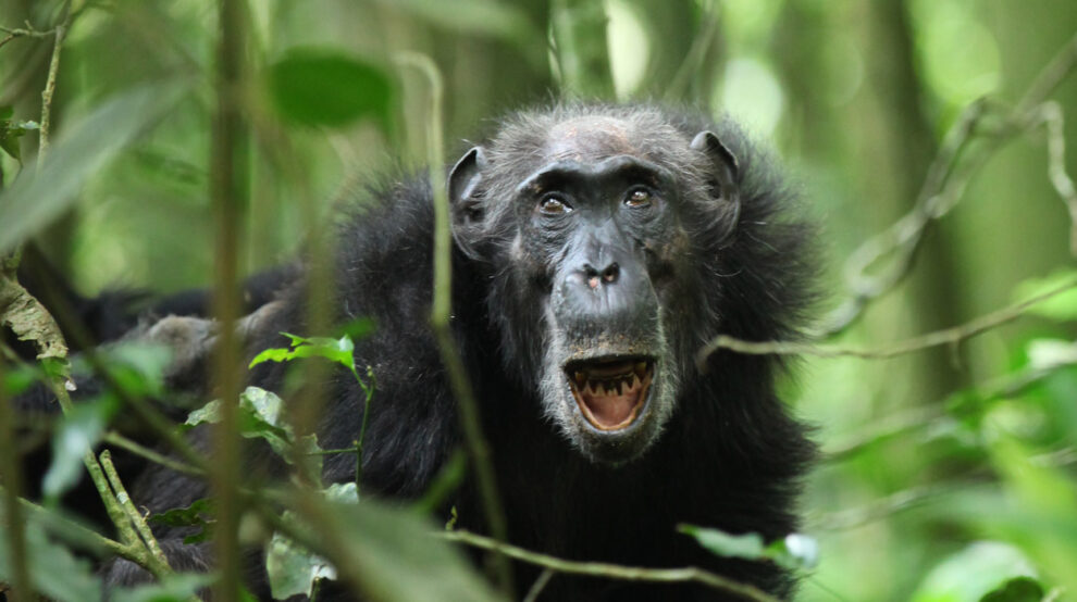 Female chimpanzee Marlene