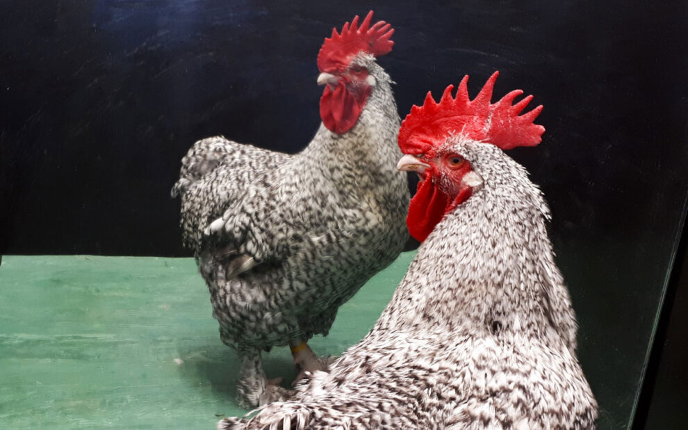 Do roosters recognize themselves in the mirror?