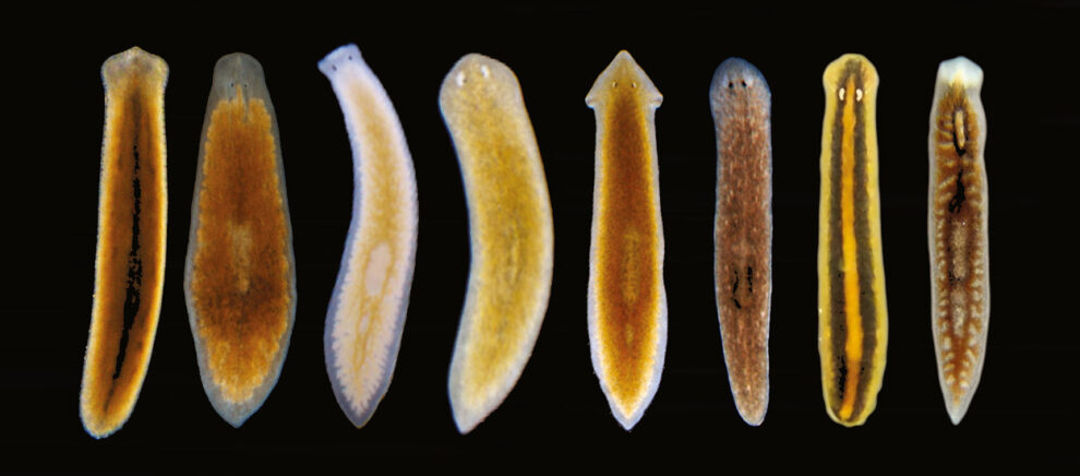 Specimens of various flatworm species