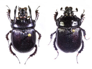 Bull beetle male/female