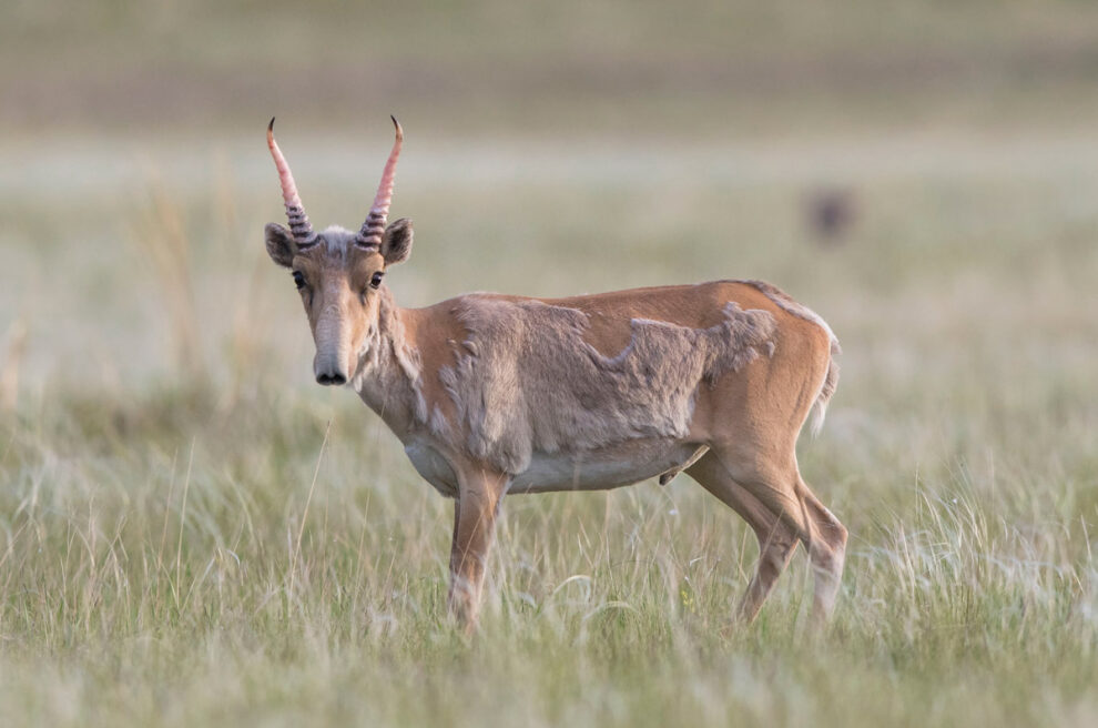 Saiga antelope is making a comeback