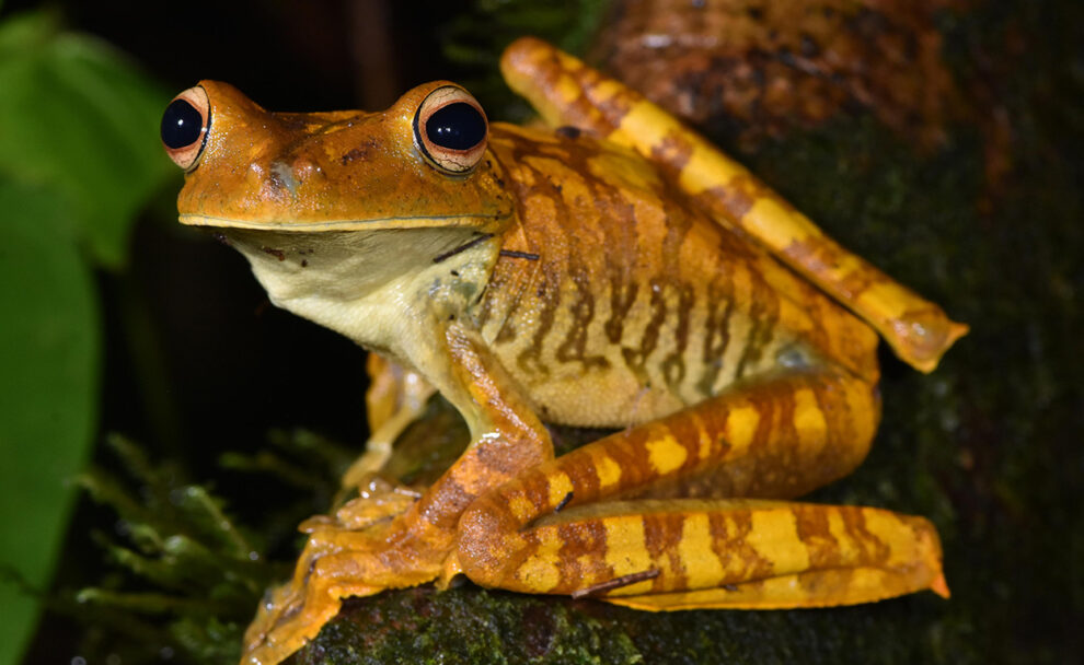 What the coloring of frogs and toads reveals