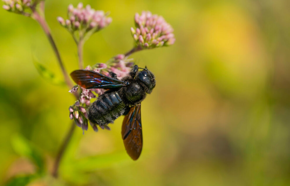 Blue-black carpenter bee is “Wild Bee of the Year” 2024