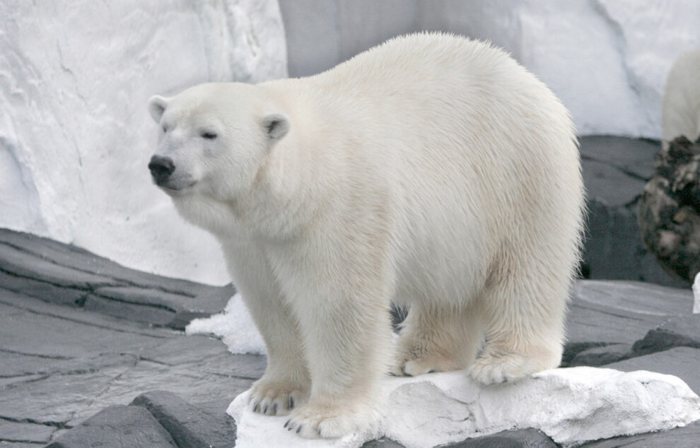 Thermal fibers developed based on polar bear fur