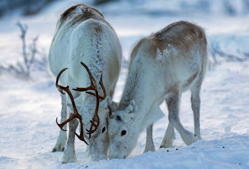 Two reindeer in the snow