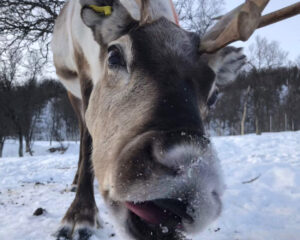 Close-up of a reindeer