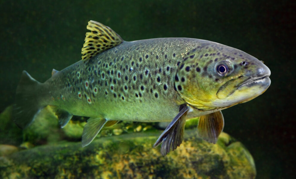 New Red List: Trout is now also endangered