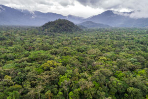 Amazonas-Regenwald