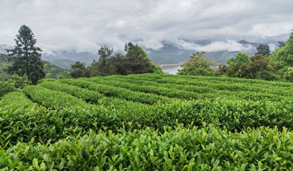 Microbes improve tea quality