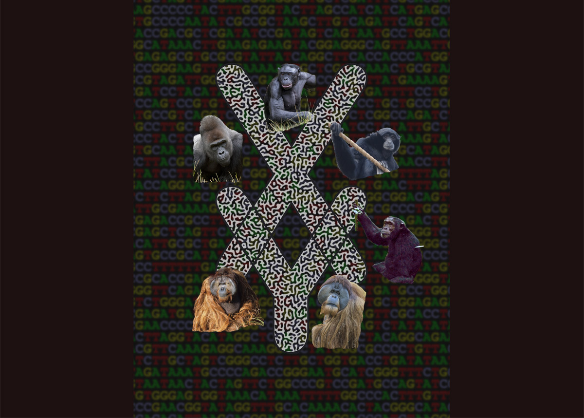 #Erstmals Chromosomen von Menschenaffen komplett entschlüsselt