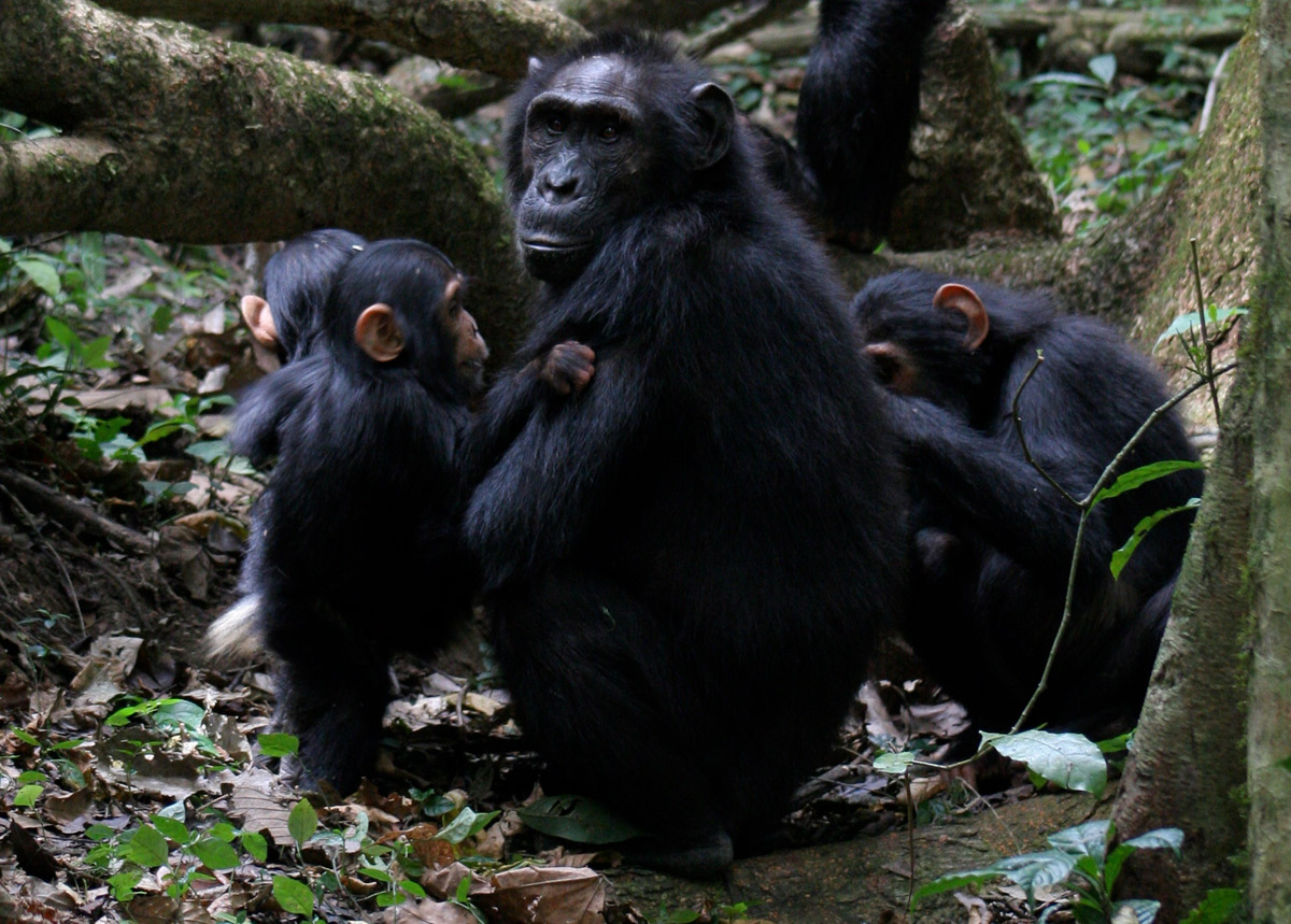 Wie-Schimpansen-plaudern