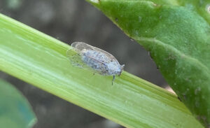 Reed Glasswing Cicada