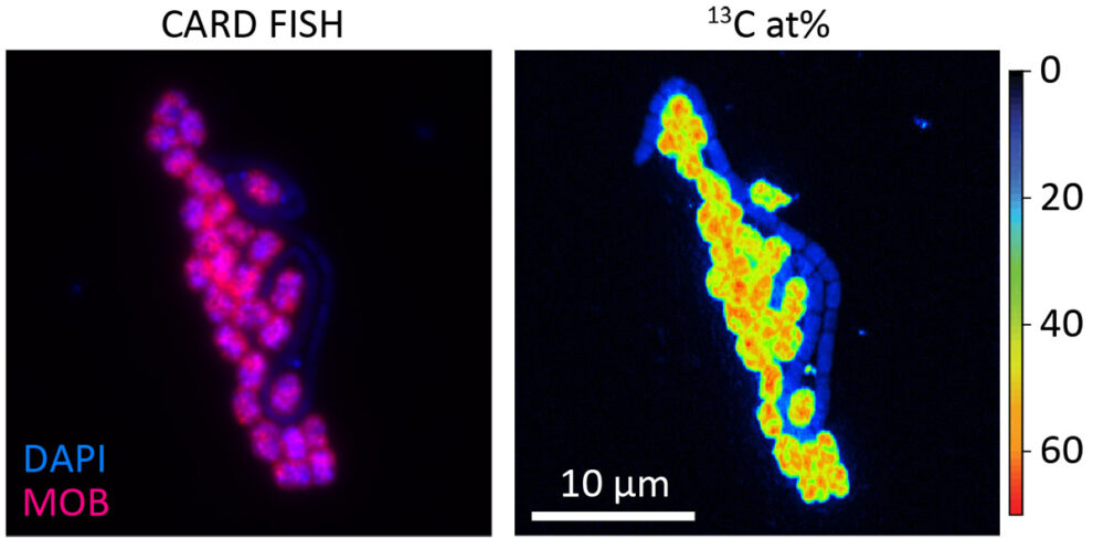 Bacteria as methane swallowers