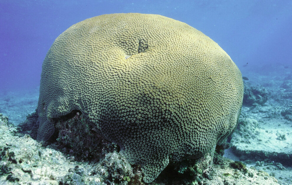 A 600-year-old coral as a climate archive