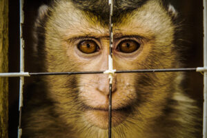 Affe hinter Gittern